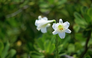 selective focus photography of white Amaryllis flower