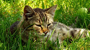 photo of brown Tabby cat sitting on grass field during daytime