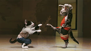 photo of two brown and white-and-black kittens with costume