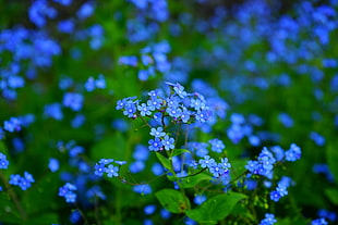 blue petal flower close-up photography HD wallpaper