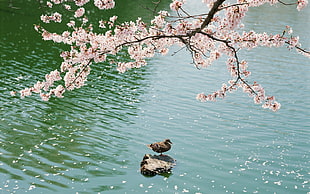 pink-and-white cherry blossom above brown bird