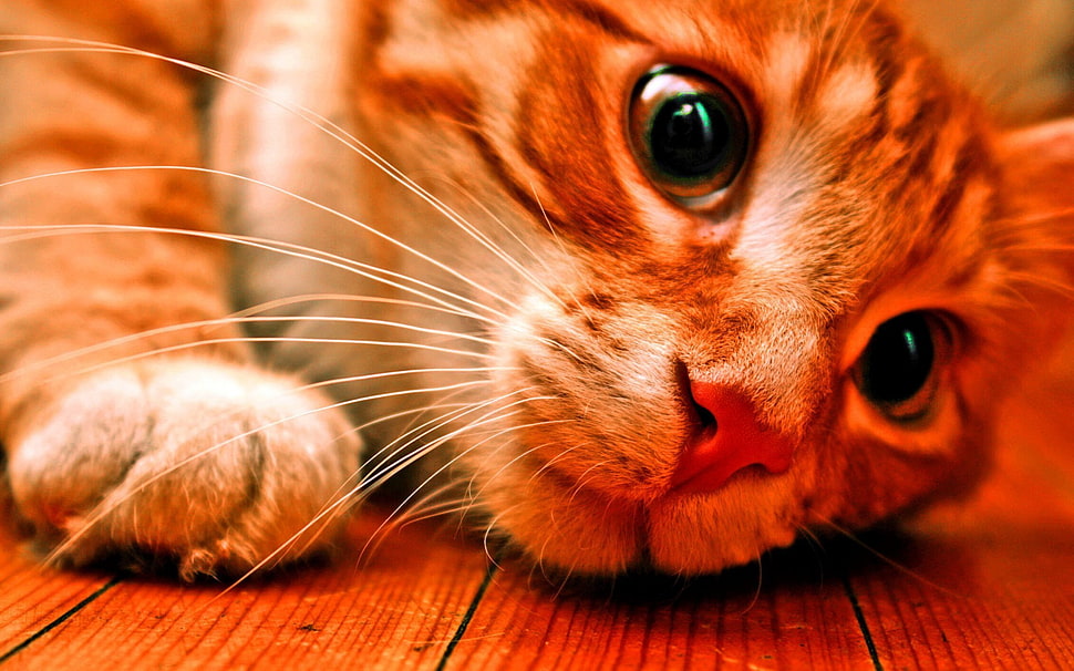brown kitten, cat HD wallpaper