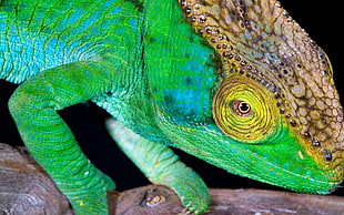 iguana close-up photo HD wallpaper