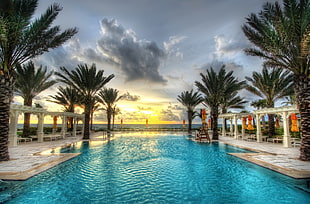 in-ground pool between palm trees during daytime, swimming pool, beach, palm trees, sea