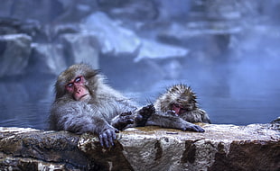 two monkey on brown rocks HD wallpaper