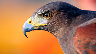 black and brown bird, animals, eagle, birds HD wallpaper