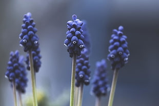 purple flower in focus lens photography HD wallpaper