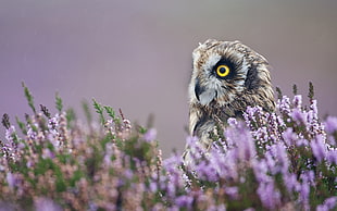 closeup photo of brown and white owl near purple flowers