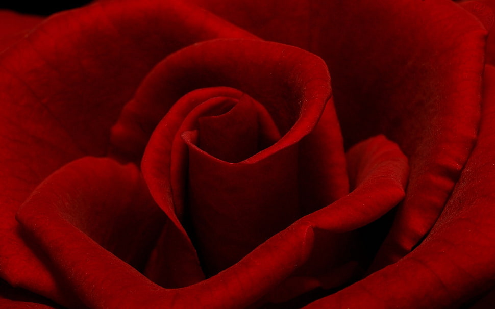 red flower macro photography HD wallpaper