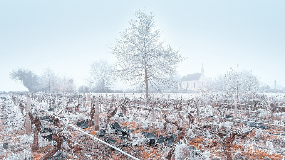 bare tree, winter, landscape, ice, trees HD wallpaper