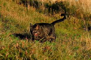 short-fur black cat walking on green grass during daytime