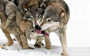 Wolf,  Tongue,  Lick,  Snow