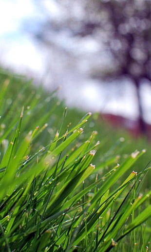 green grass in focus shot photography