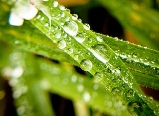 micro shot photography water droplet HD wallpaper