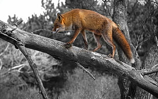 red fox, animals, selective coloring, branch, fox