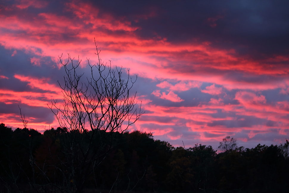 silhouette of bare trees HD wallpaper