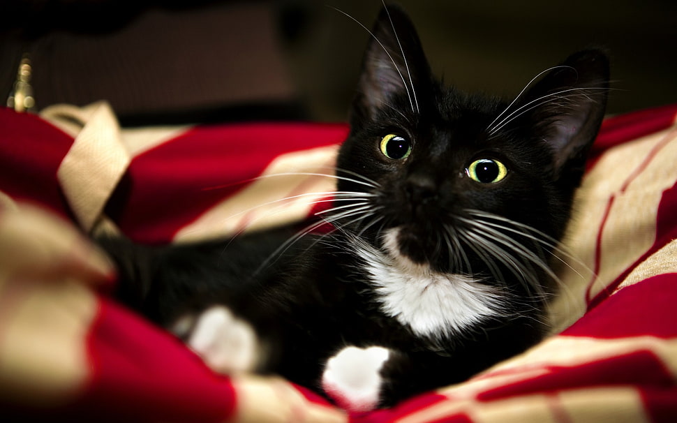 Tuxedo cat HD wallpaper