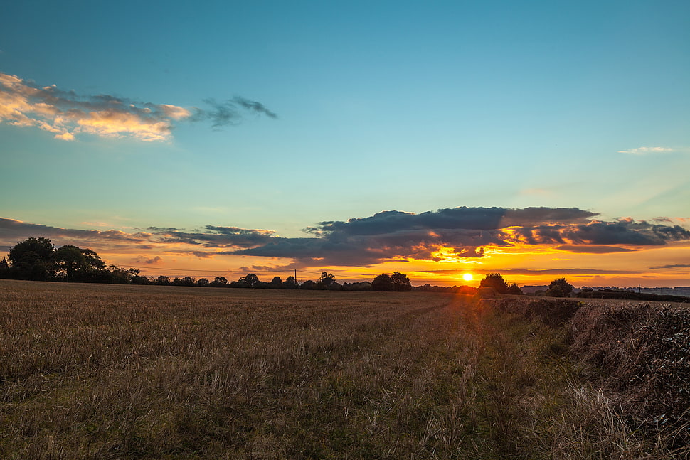 grass field during sunset HD wallpaper