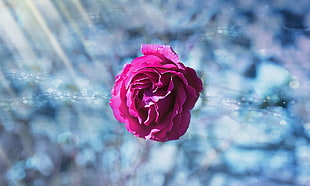 macro photography of pink rose