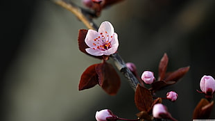 close up photo of pink cherry blossom