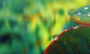 dew drop on leaf close up photography, rain
