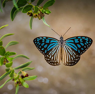 photography of blue and black butterfly, thailand