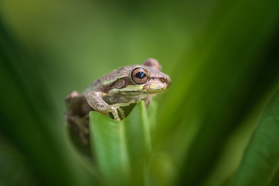 brown frog on a leaf, florida HD wallpaper