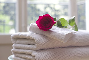 red rose on bath towels HD wallpaper