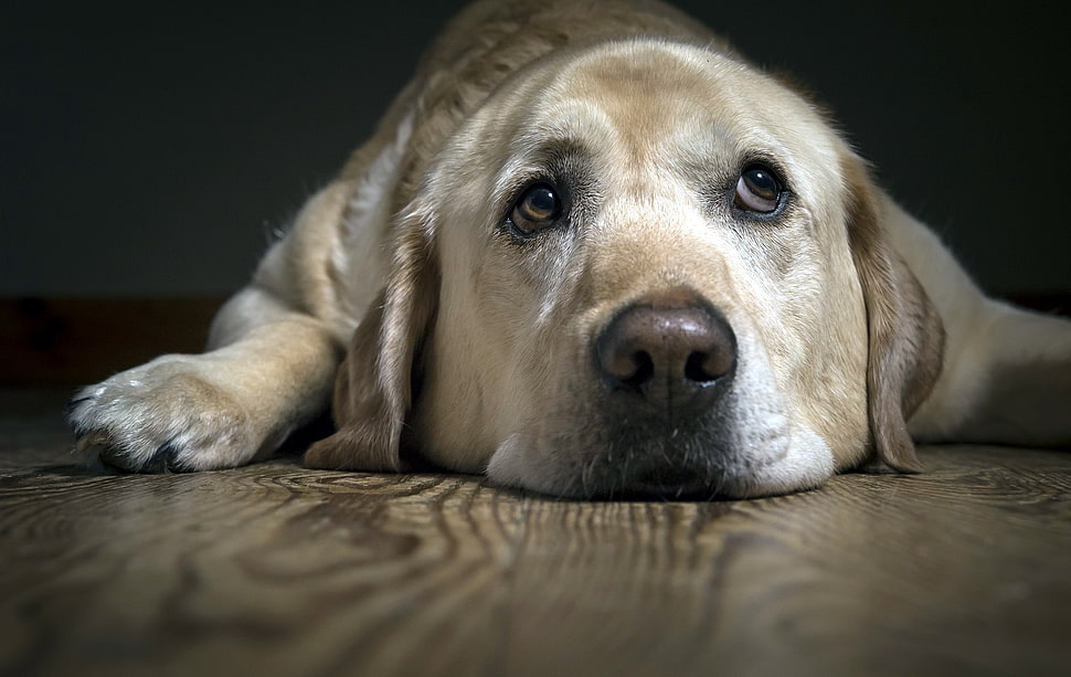 light golden retriever HD wallpaper