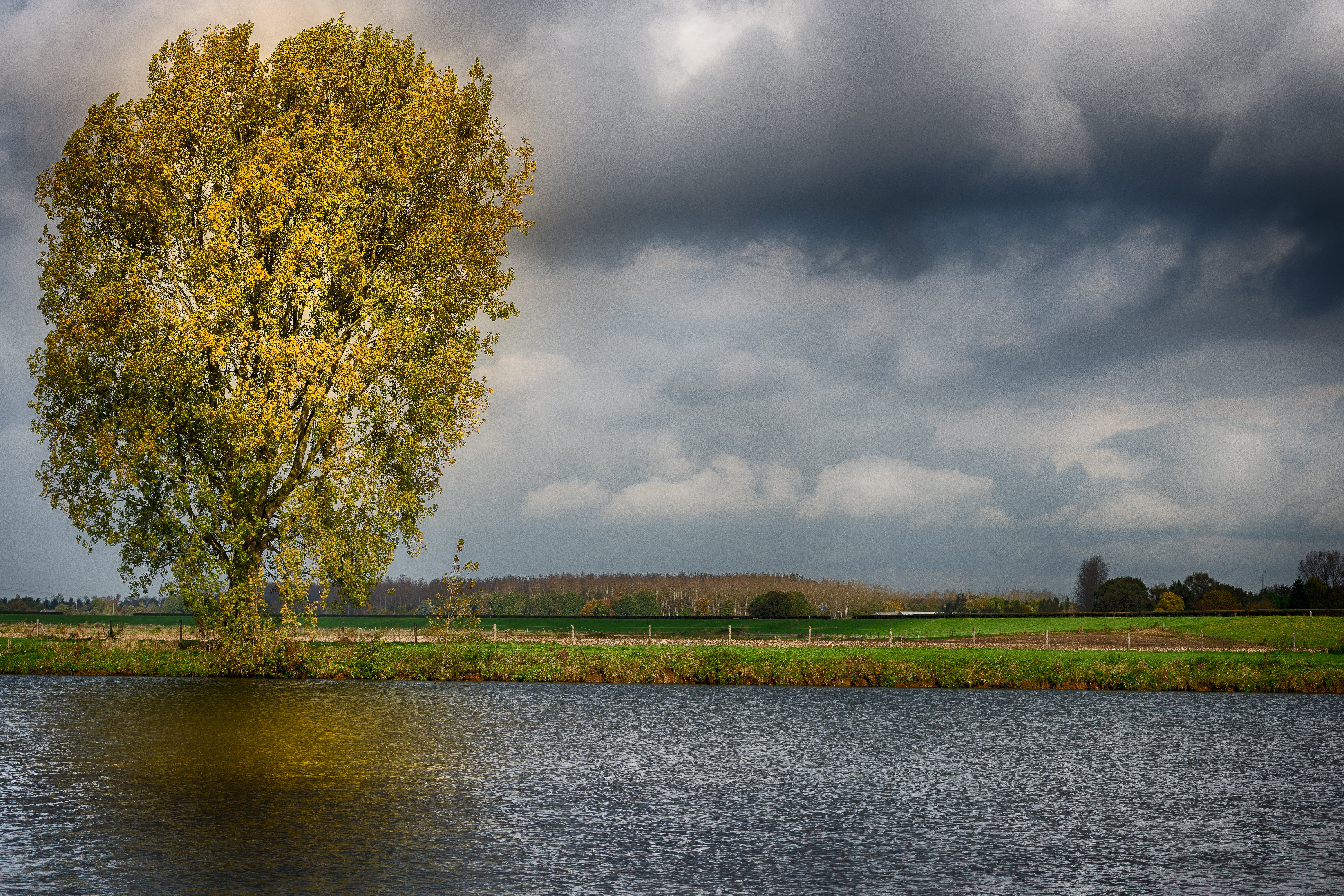 horizons of green tree growing along riverbank landscape photography