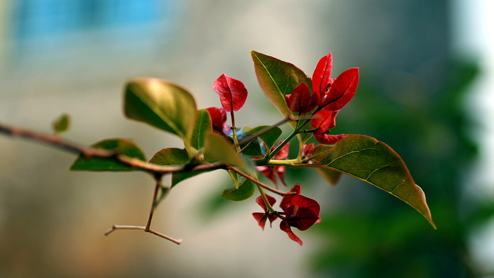 green and red flower macro photography HD wallpaper
