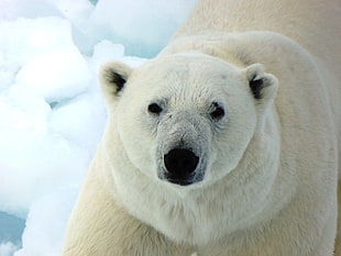 polar bear, Polar bear, White bear, Predator HD wallpaper
