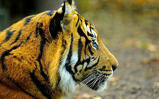 closeup photography of tiger
