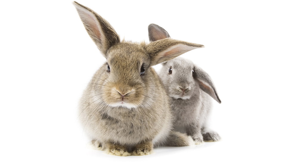 two bunny kits photo HD wallpaper