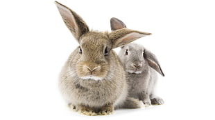 two bunny kits photo