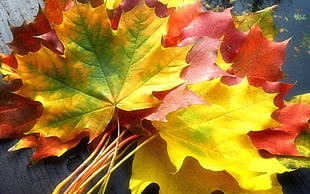 green and yellow leaves HD wallpaper