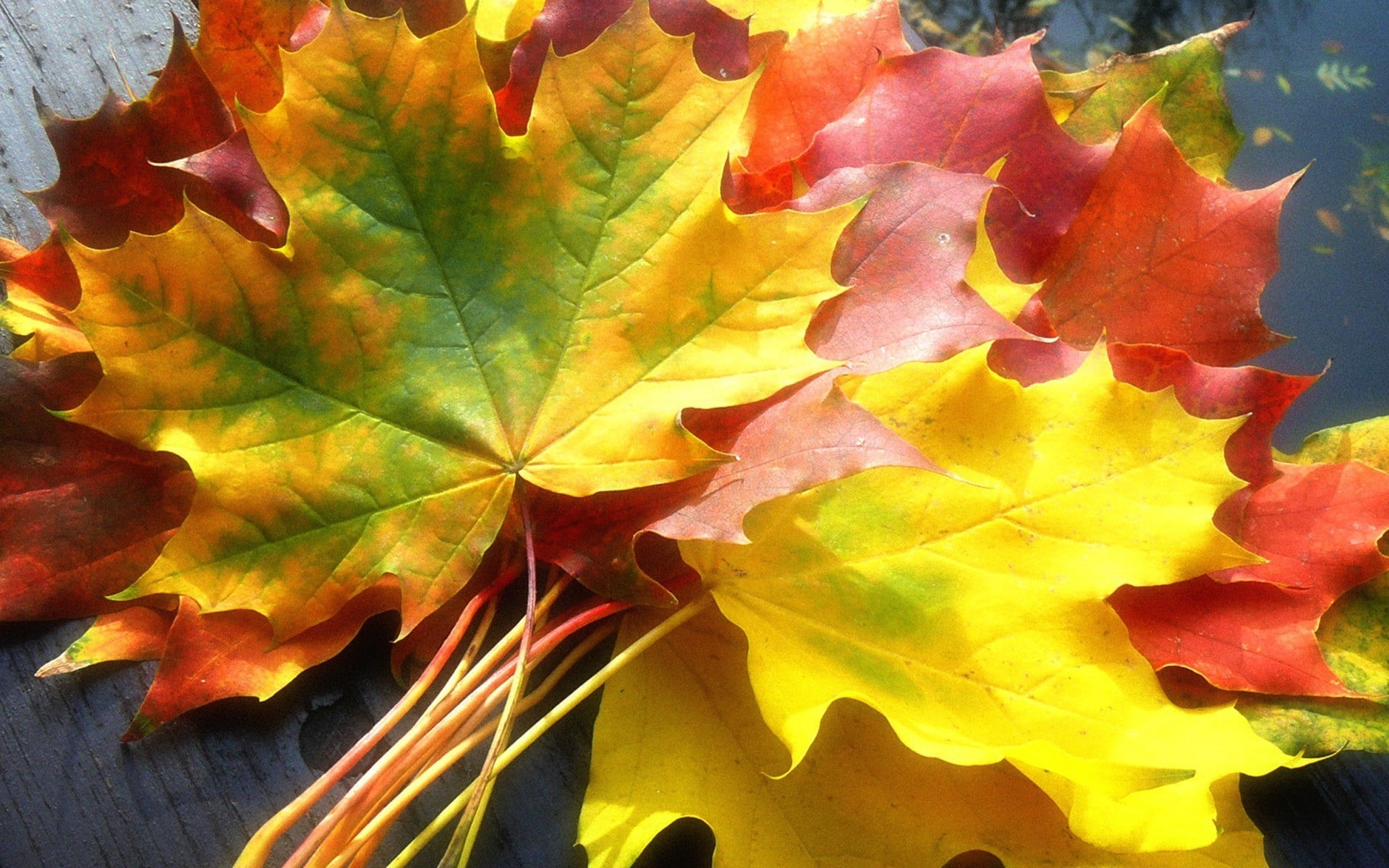 Green and yellow leaves HD wallpaper | Wallpaper Flare