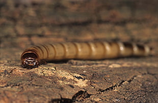 close up photography of worm