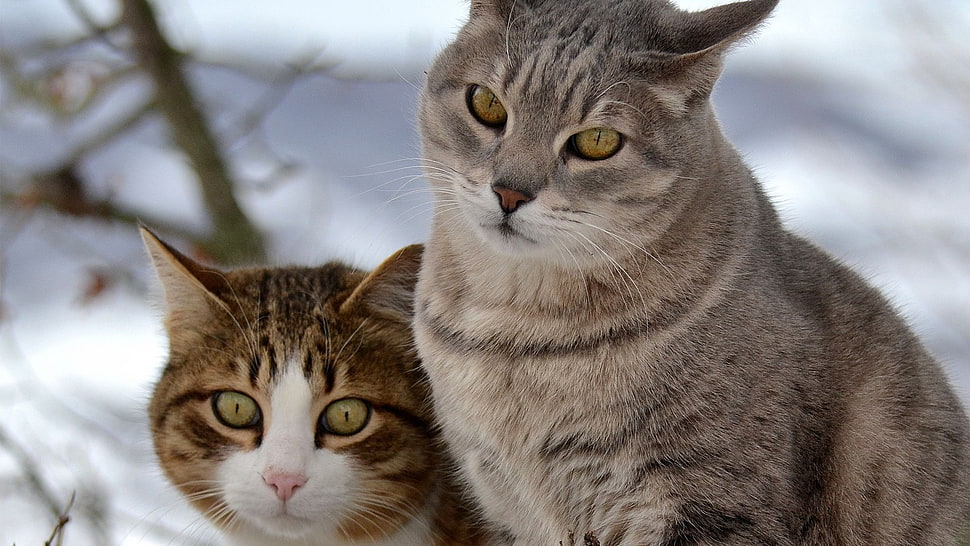 two brown and white tabby kittens, cat, animals HD wallpaper