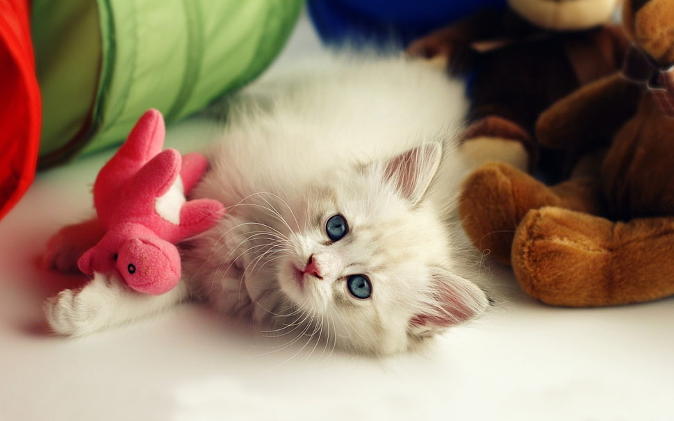 shallow focus photography of long-coated white kitten HD wallpaper