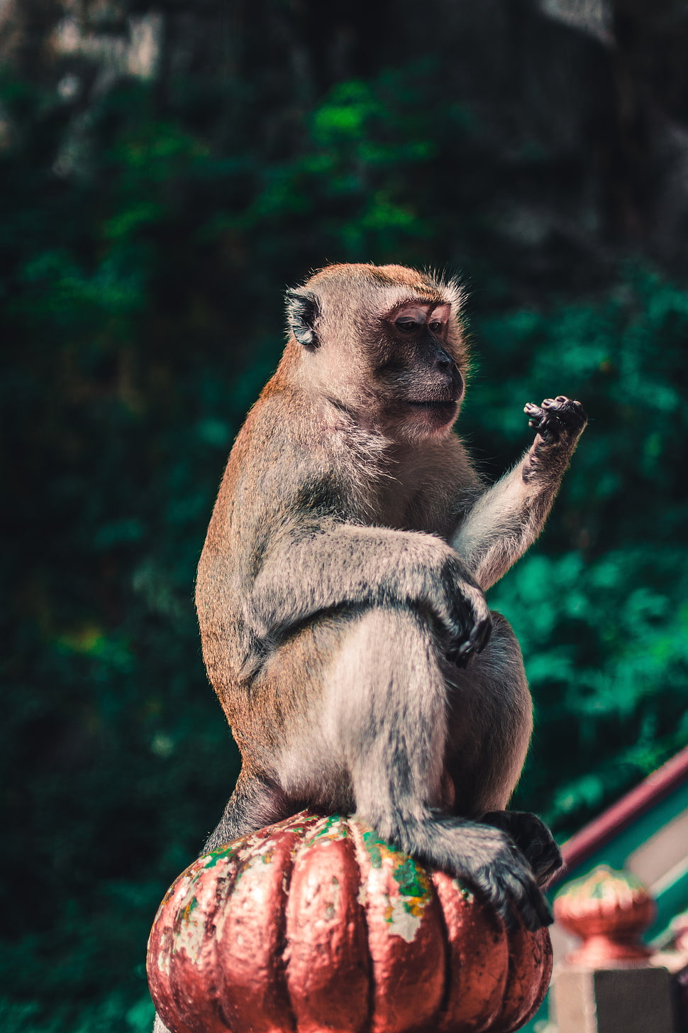brown monkey, Macaque, Monkey, Animal HD wallpaper