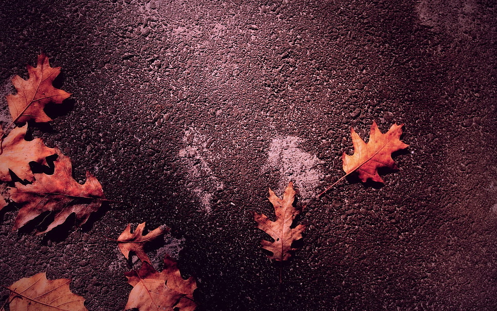 orange dry leaves, fall, leaves HD wallpaper
