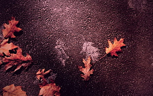 orange dry leaves, fall, leaves