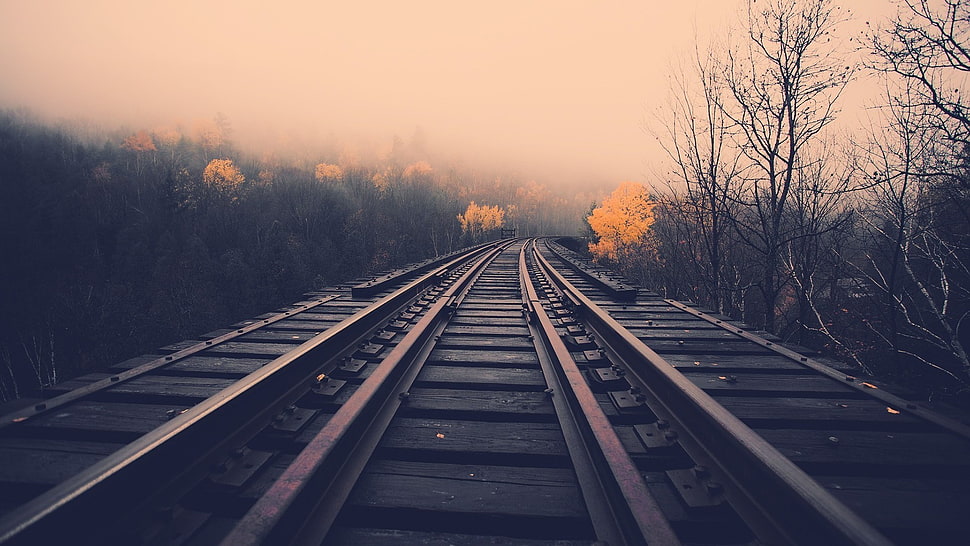 close up photography of train rail between trees HD wallpaper