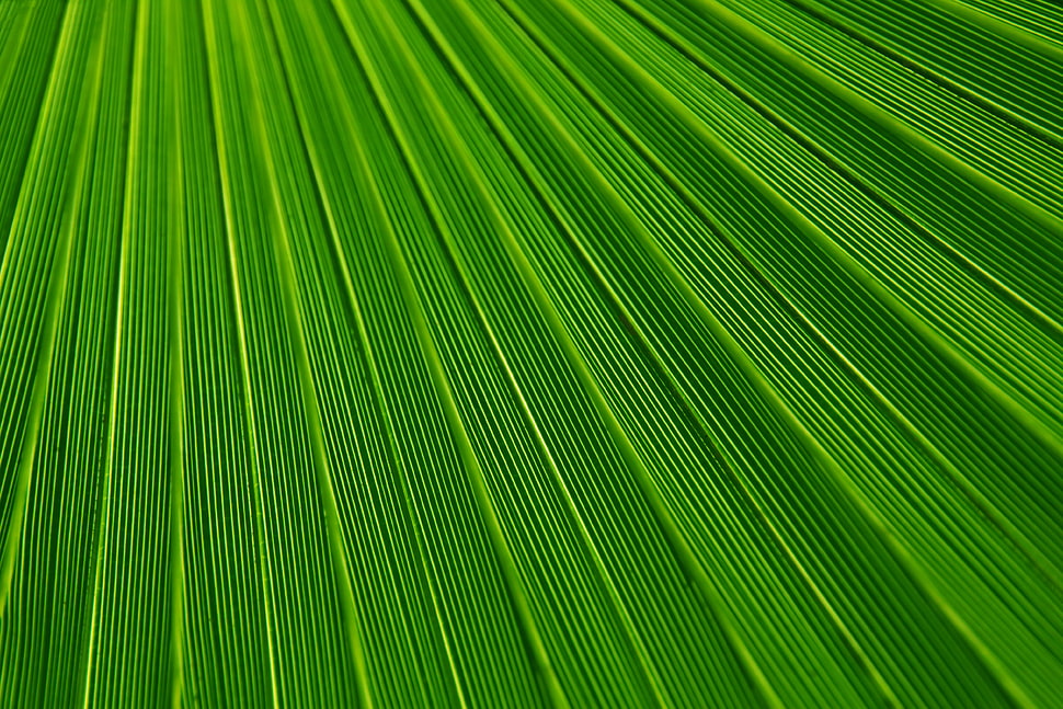 green surface HD wallpaper