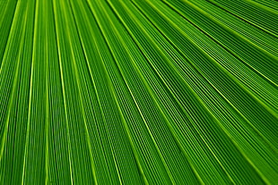 green surface