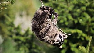 Raccoon hanging on tree stem