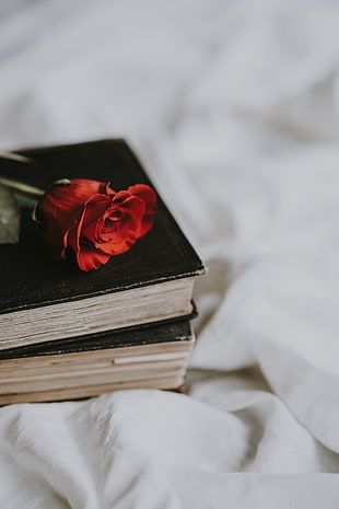 red rose and black hardbound book HD wallpaper