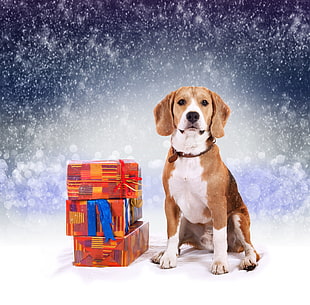 tricolored beagle puppy beside gift boxes HD wallpaper