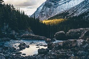 body of water with rocks surrounded by forest landscape